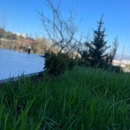 22 فيلة